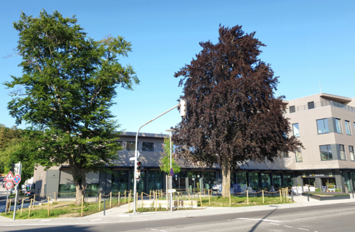 Foto mit zwei großen Buchen vor Supermarkt